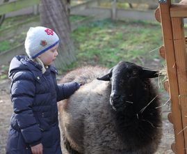Schafe im Kindergarten Mannheim-Neckarau